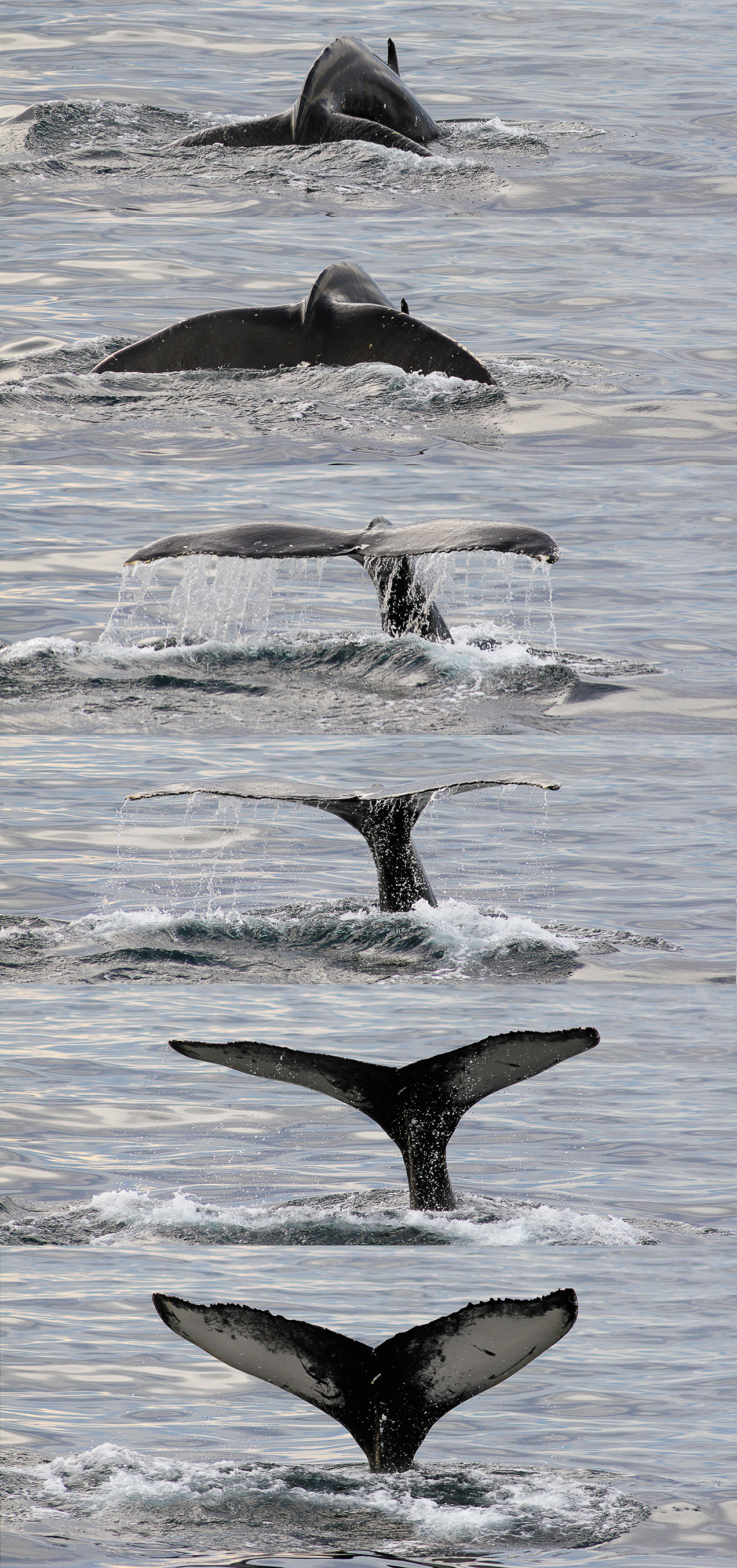 whalewhatching_1
