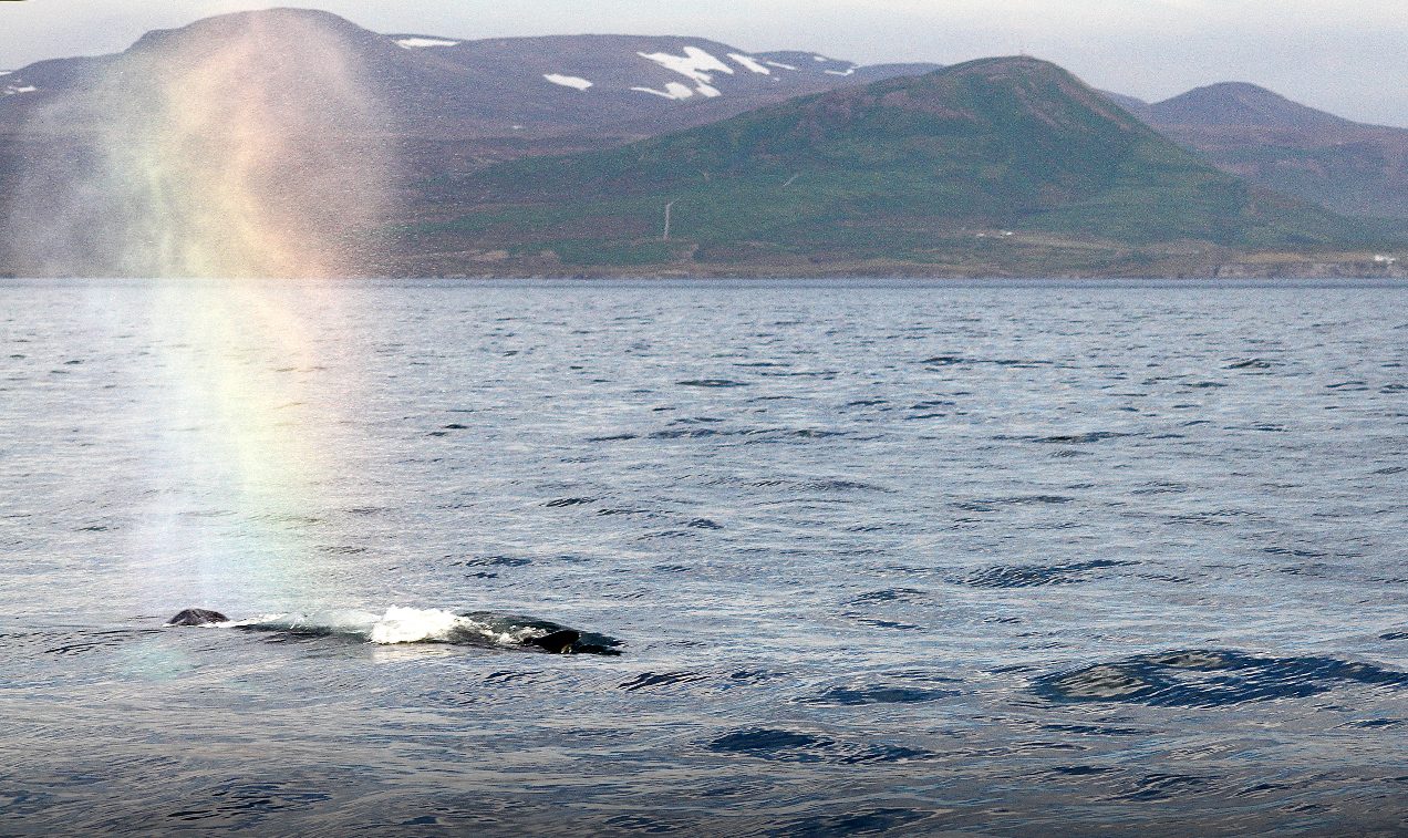 whalewhatching_2