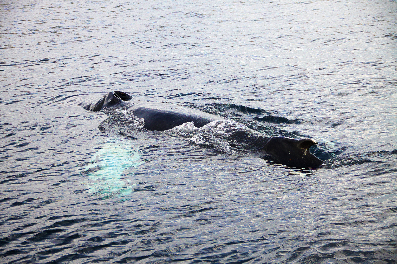 whalewhatching_6