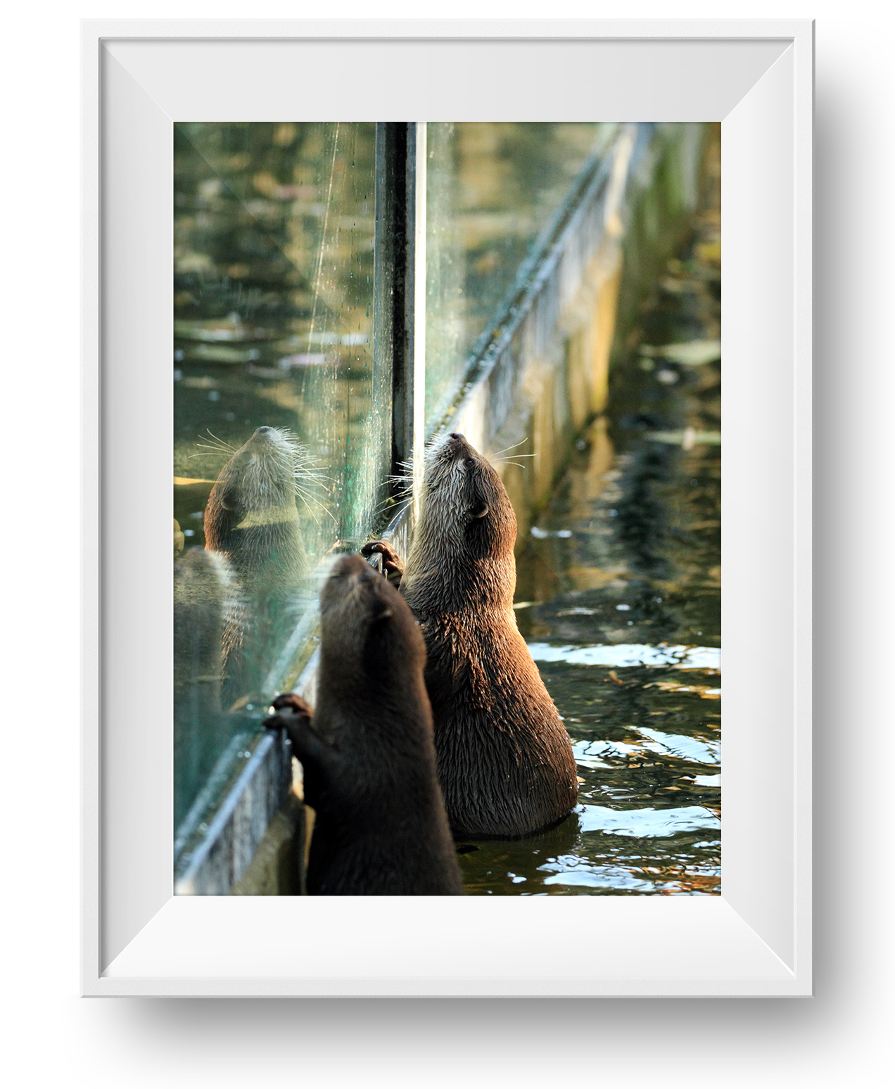 Otter_01
