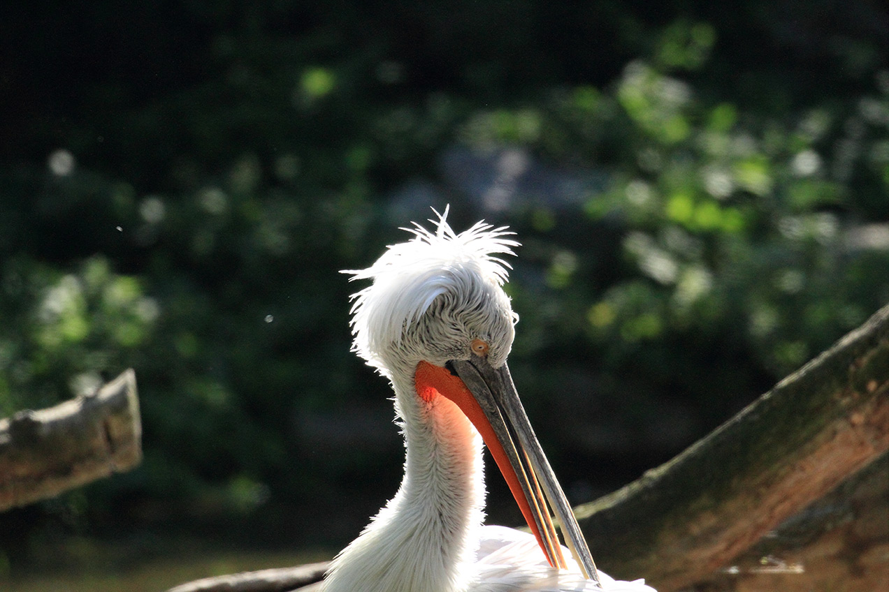Pelikane_02